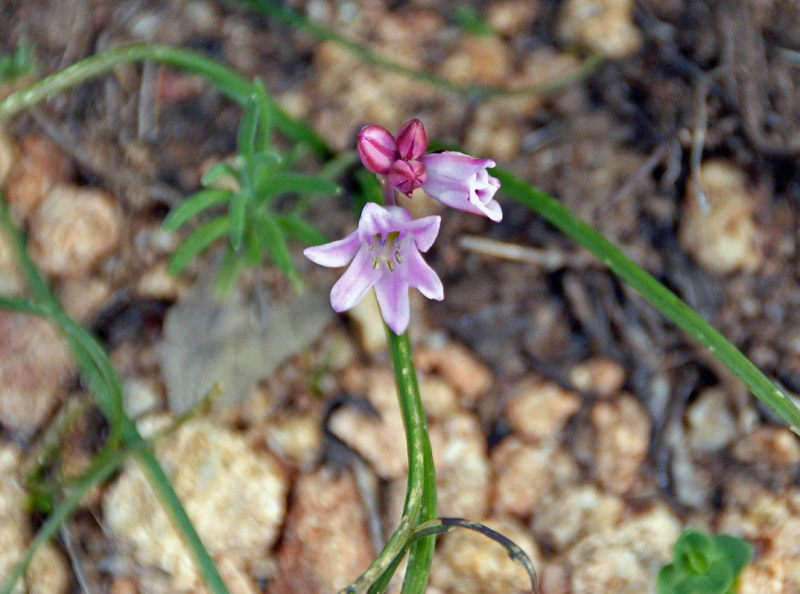 Brimeura fastigiata / Giacinto fastigiato